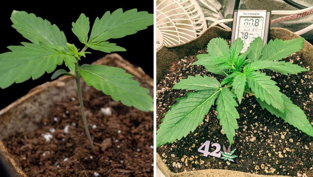 Gorilla Cookies Auto Plants Seed Week-by-Week Guide: Two very different seedlings