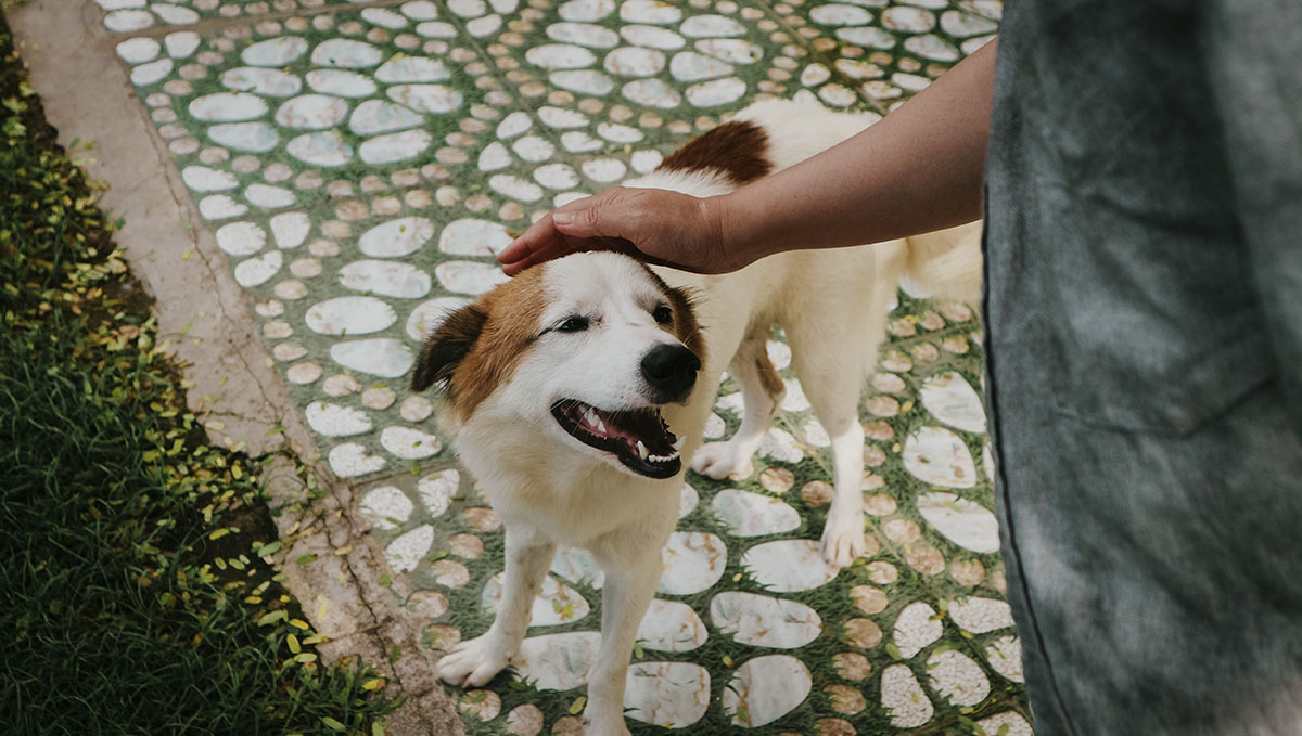 10 Best Activities To Do While You're Stoned: Share some quality high time with your pet. 10 Best Activities To Do While You're Stoned: Share some quality high time with your pet.