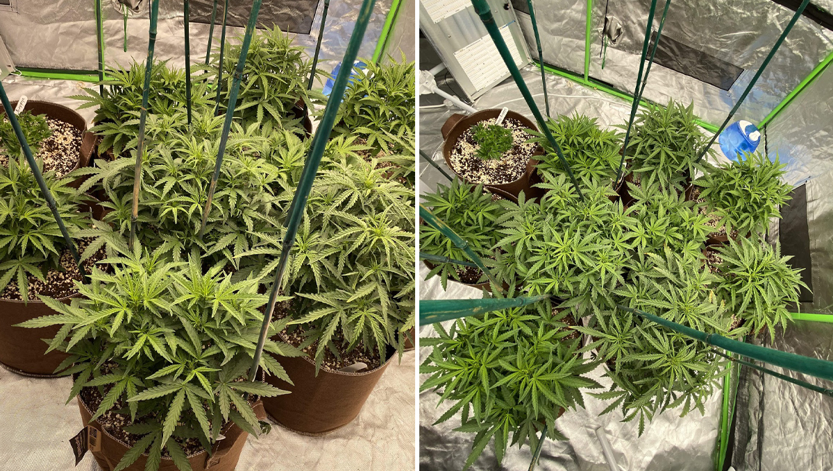 Cheese Auto: week 4