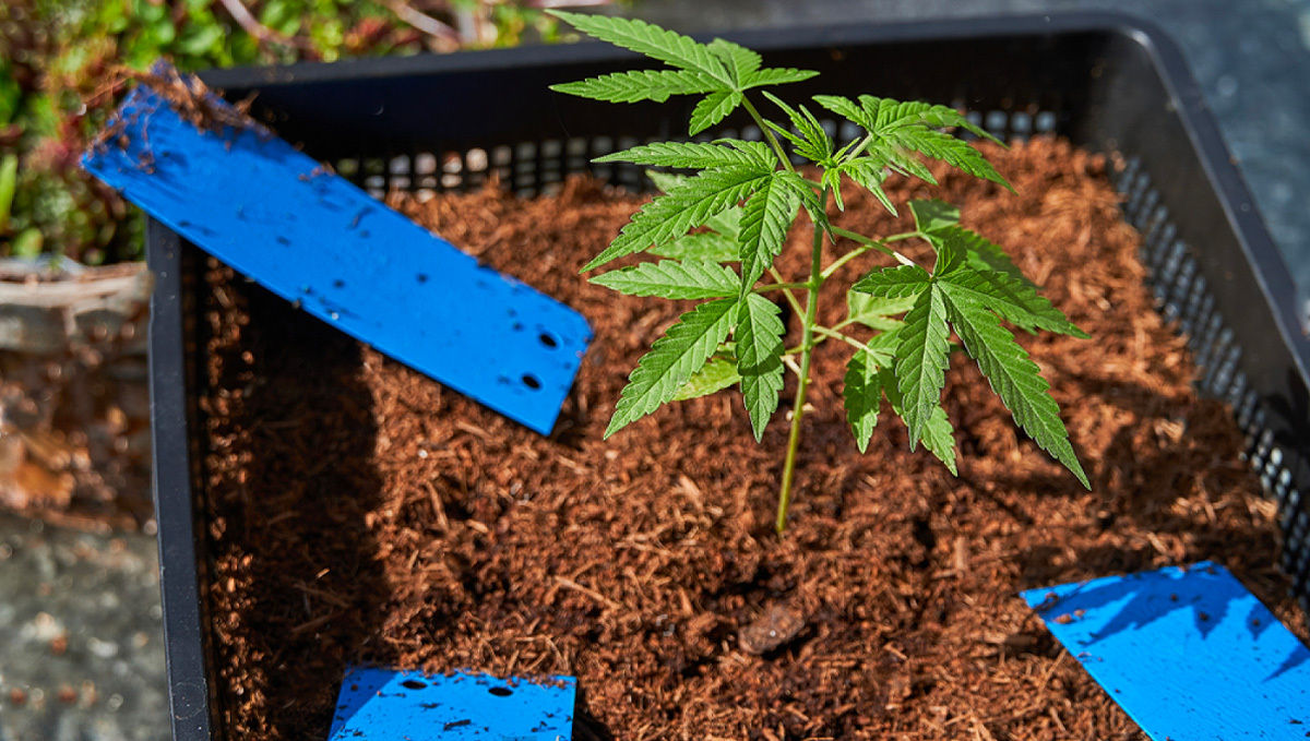 Thrips in cannabis: how to prevent them