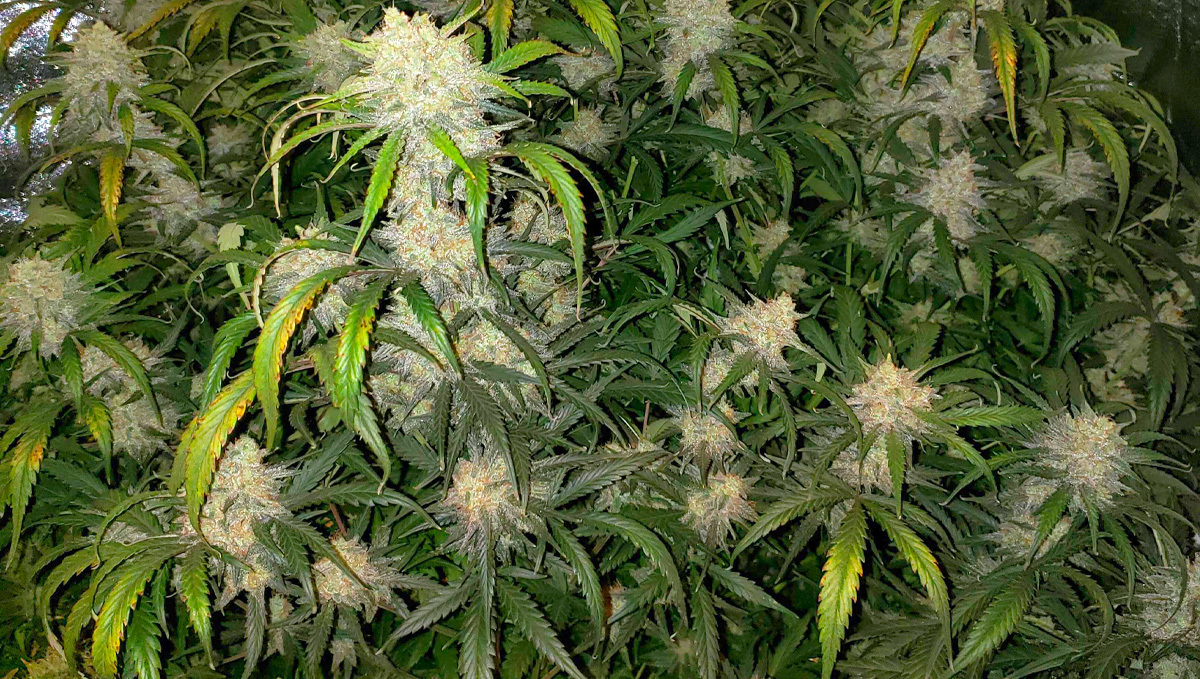Cosecha de Original Auto AK cultivada por Lady_NugWitch en GrowDiaries.