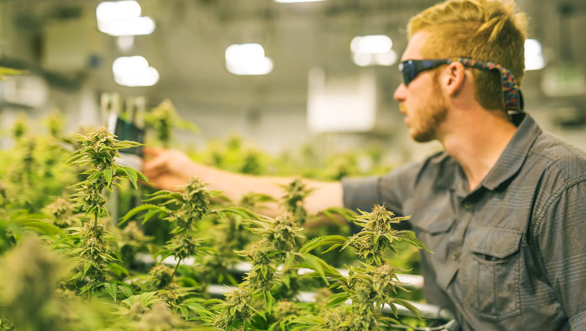 Premium-quality plants buds usually come from experienced growers.