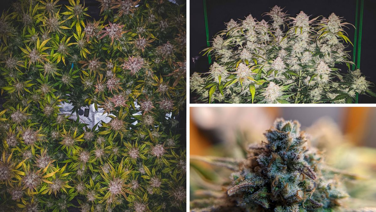 Gorilla Cookies Auto Plants Seed Week-by-Week Guide: Crystals everywhere