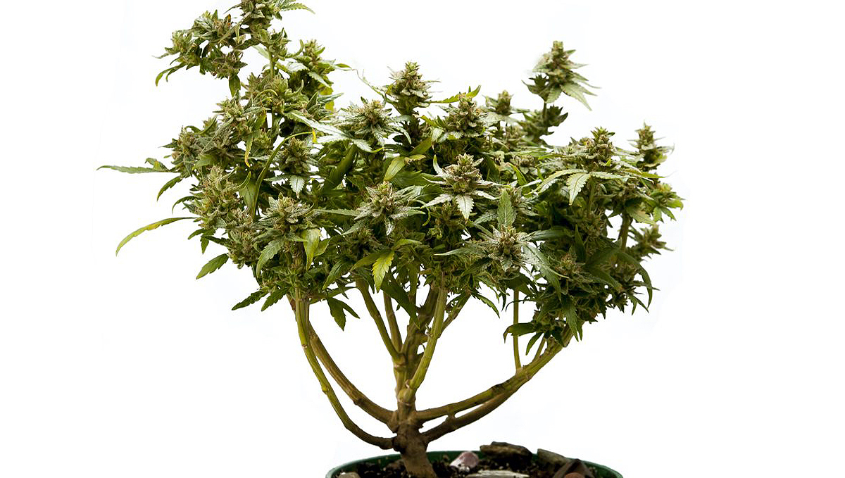How to grow your own plants bonsai: what is it?
