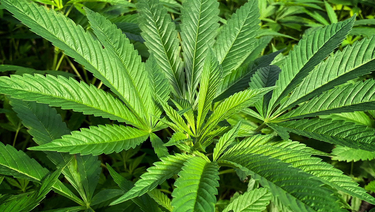 Canna feeding chart: bio vega