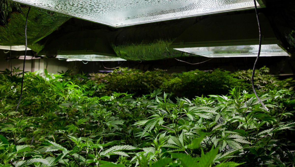 What Is Better For Your Autoflowers?: Big SOG Cultivation