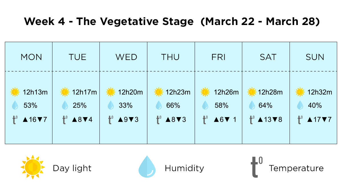 Growing plants outdoors in Italy: week 4 of the vegetative stage