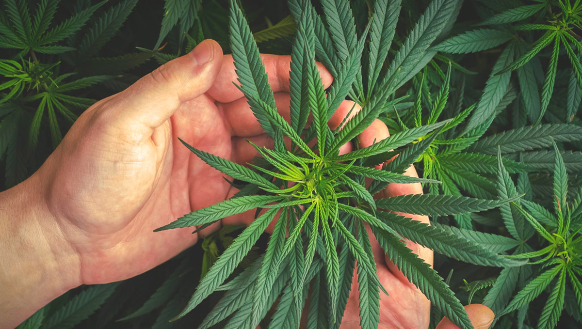 CBD doesn't cause tolerance, it's harmless and you can get it from your garden!