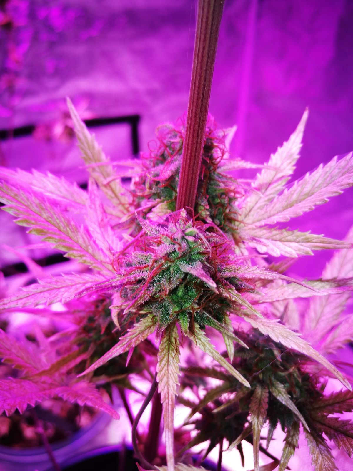 The History of Lemon AK: Lemon AK Auto by Fast Buds