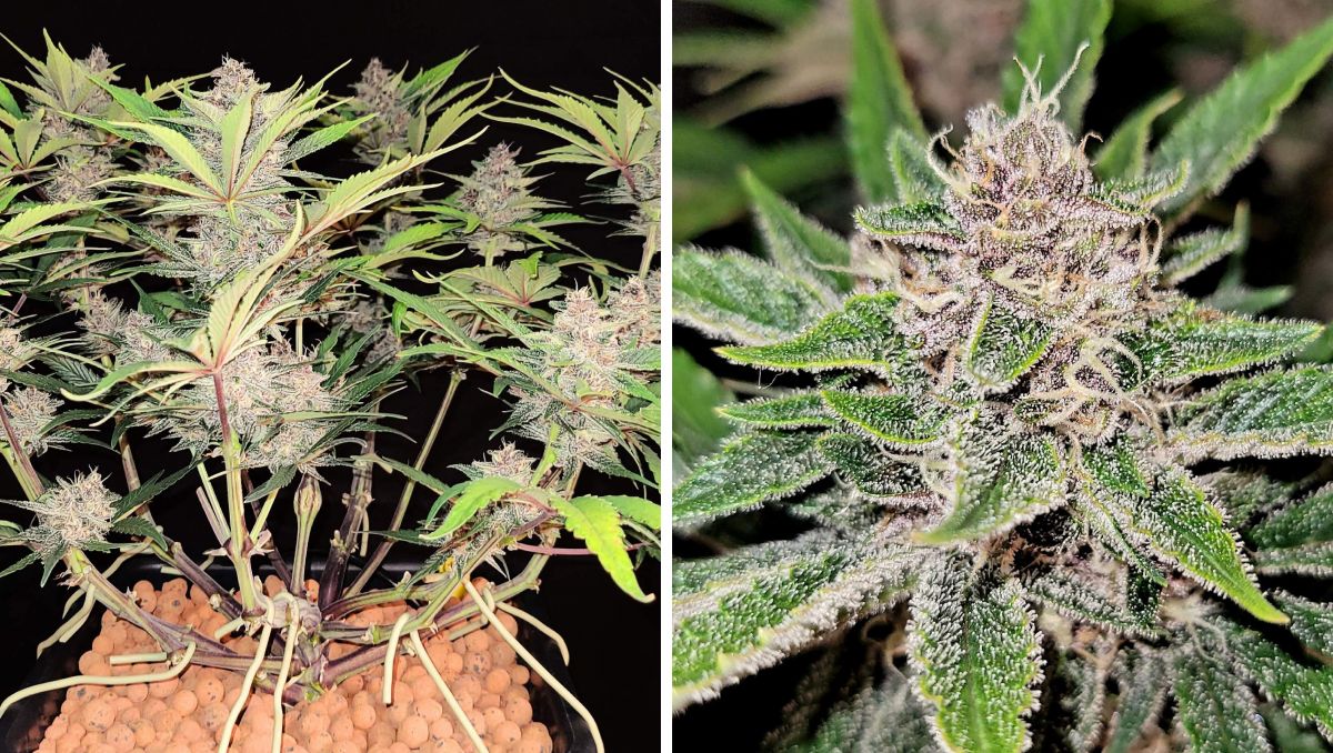 Gorilla Cookies Auto Plants Seed Week-by-Week Guide: Only sugar leaves and buds