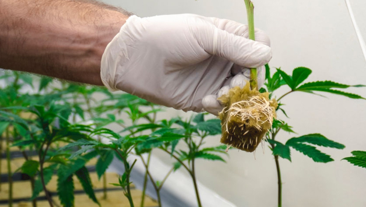 Vielfalt an Hydrokulturen mit Steinwolle als Substrat für den Cannabisanbau.