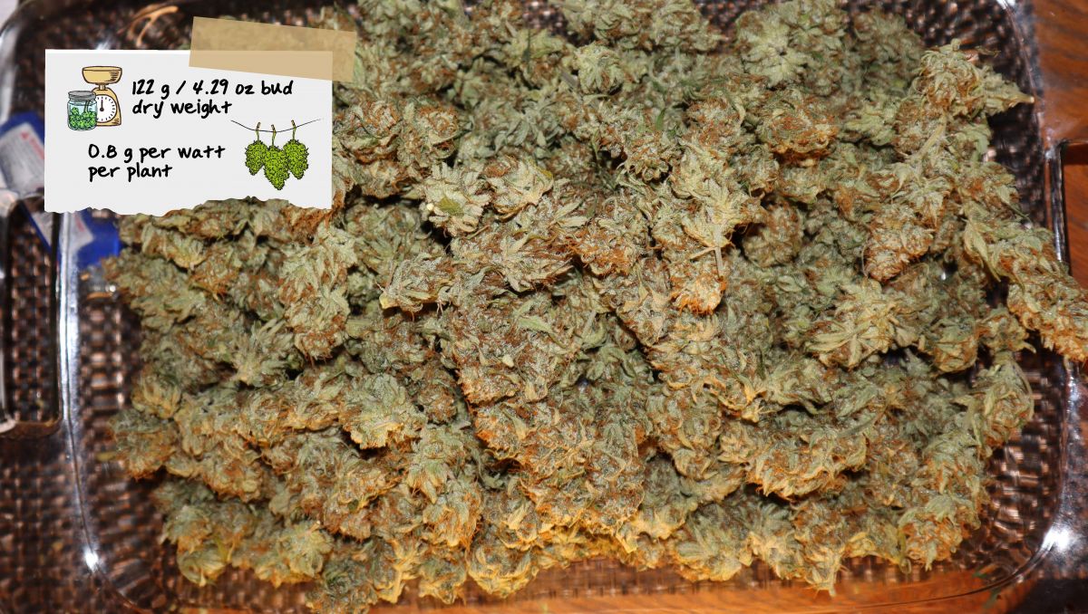 Orange Sherbet Auto Plants Seed Week-by-Week Guide: A tray full of small dried plants nuggets