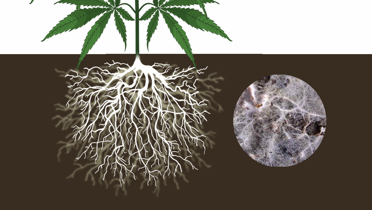 Plants and mycorrhizae: endo mycorrhizae