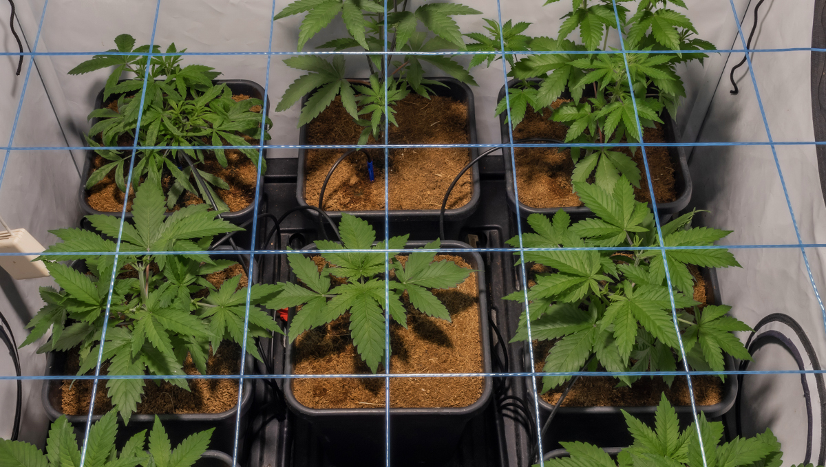 Plagron usage guide: mineral fertilizers for coco