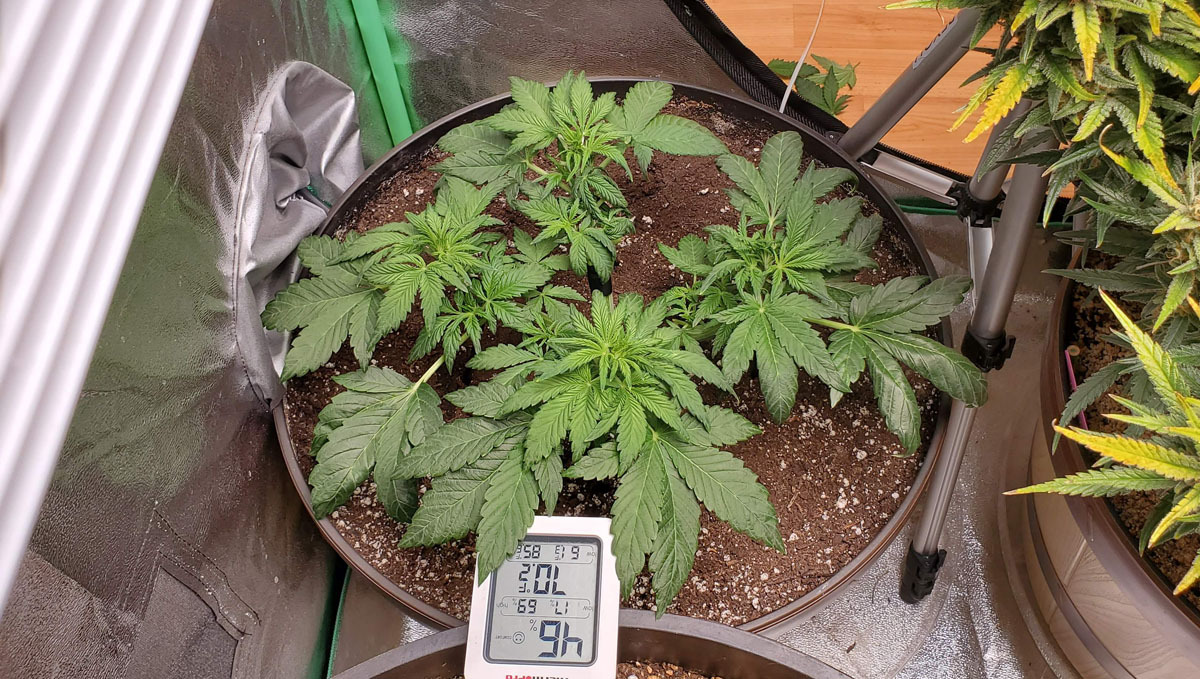 An autoflower after defoliation