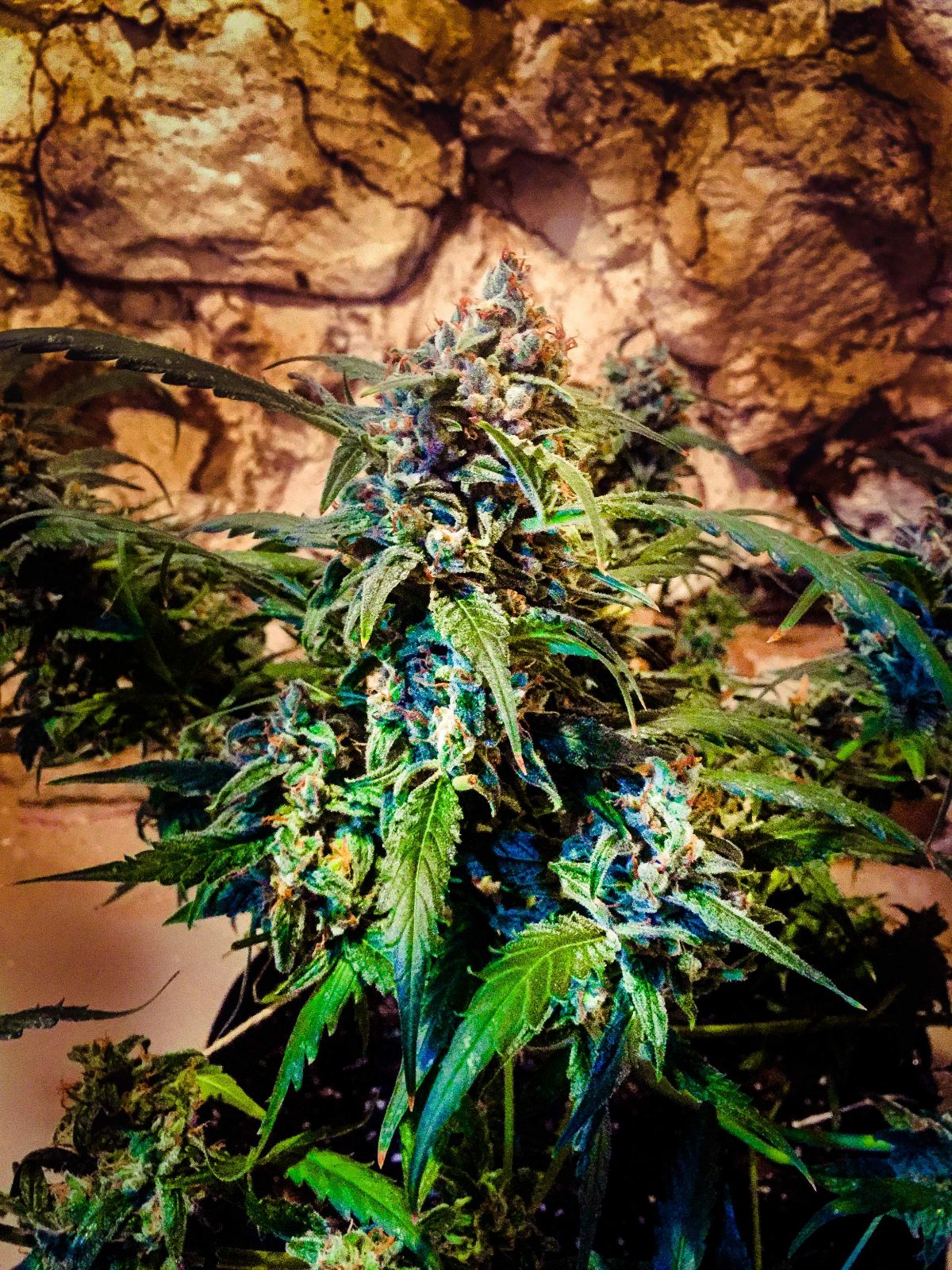 Gros plan sur les buds de la souche Z, montrant leur apparence et qualité exceptionnelles.
