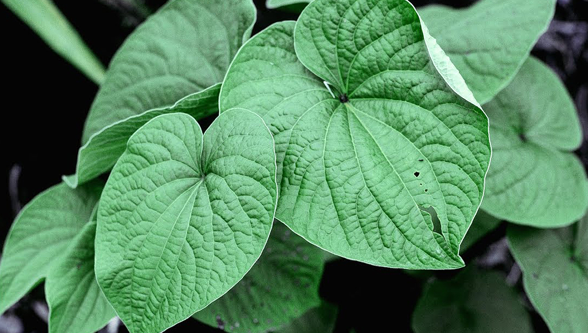 Non-plants strength: kava
