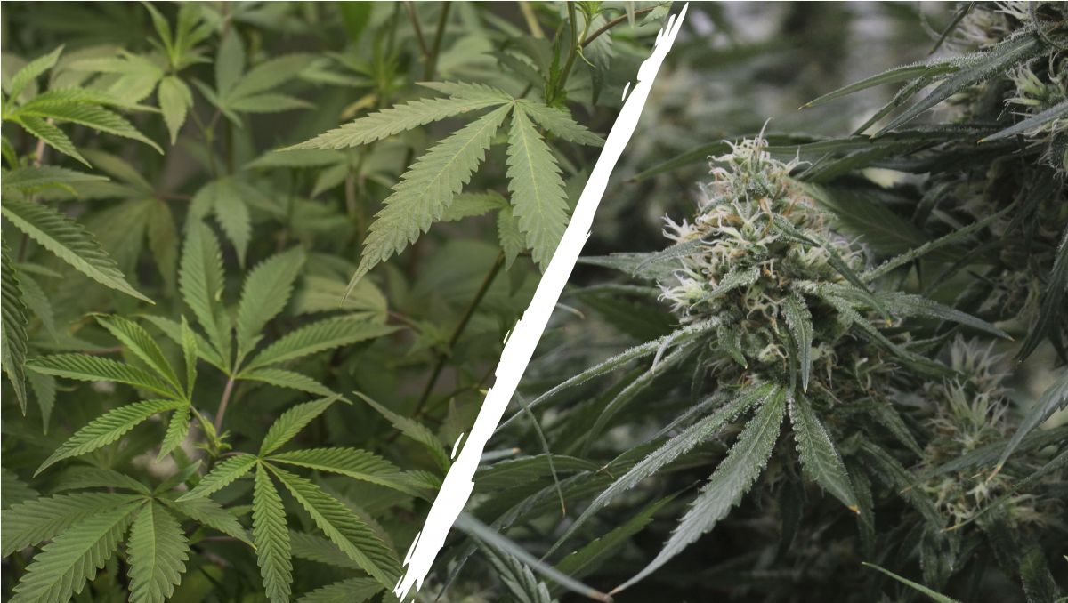 Hemp vs. Marijuana