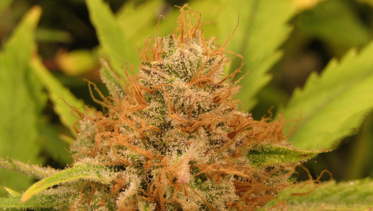 Wie du deine Buds fetter machst: Stigmen