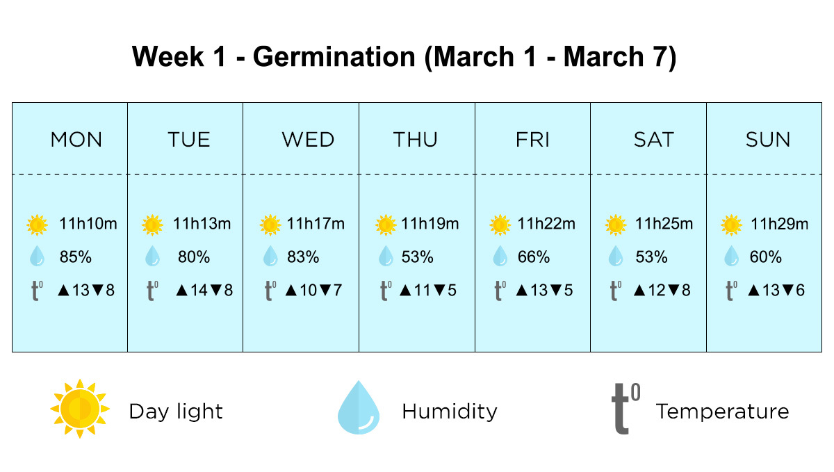Outdoor plants grow in Italy: germination