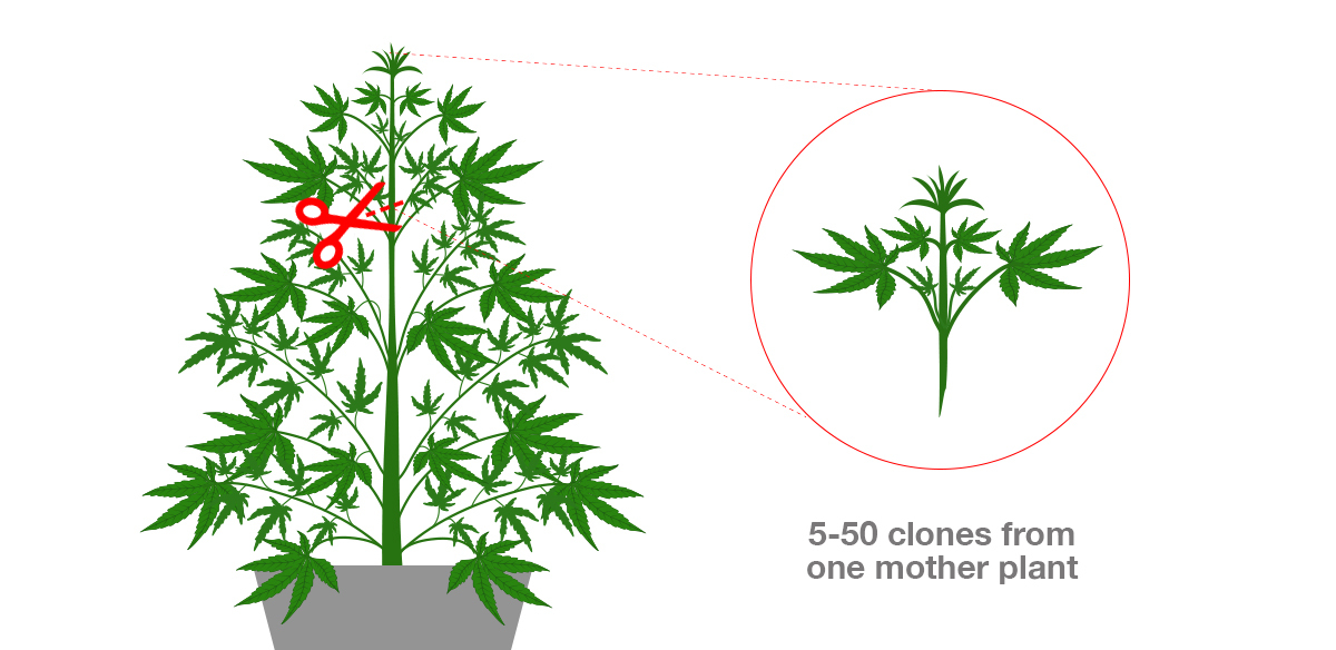 How To Maintain A Perpetual Harvest: taking clones