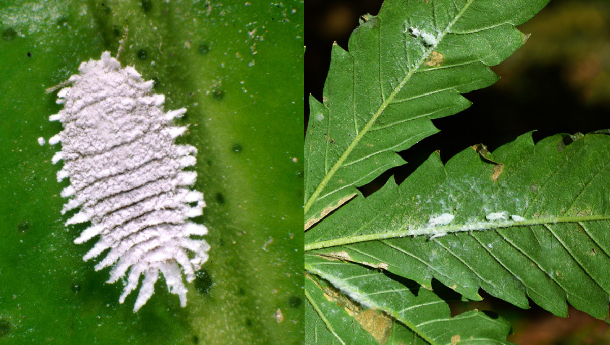 Most Common Pests In Plants: White Mealy Bugs