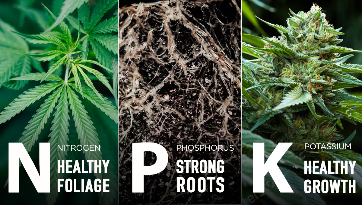 Growing Auto Plants Plants Using Organic Fertilizers: Organic Boosters For Flowering (NPK)
