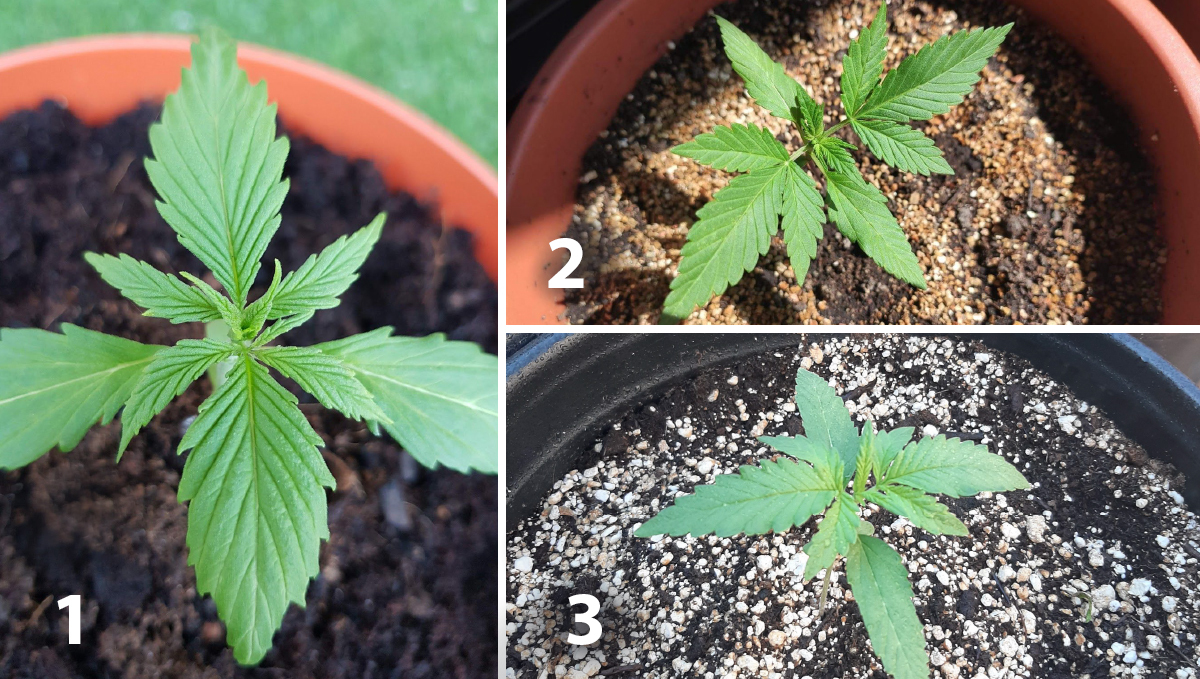 Outdoor plants grow in Italy: week 3 of plant growth