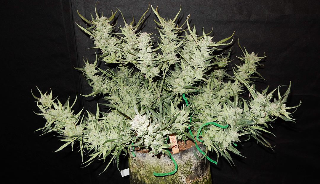 Fast Buds' West Coast OG Kush Autoflower