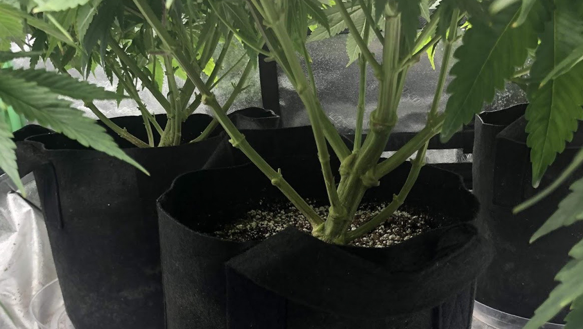  Lollipopping: Wedding Cheesecake Auto