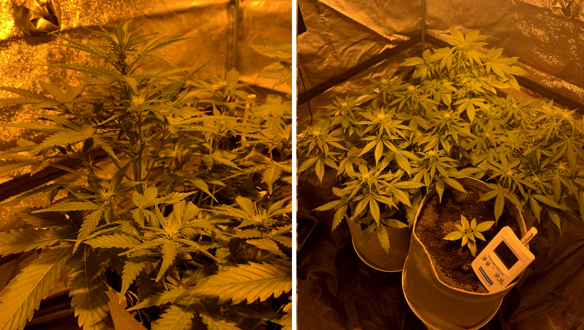 BubbleGum Auto: week 6 BubbleGum Auto: week 6