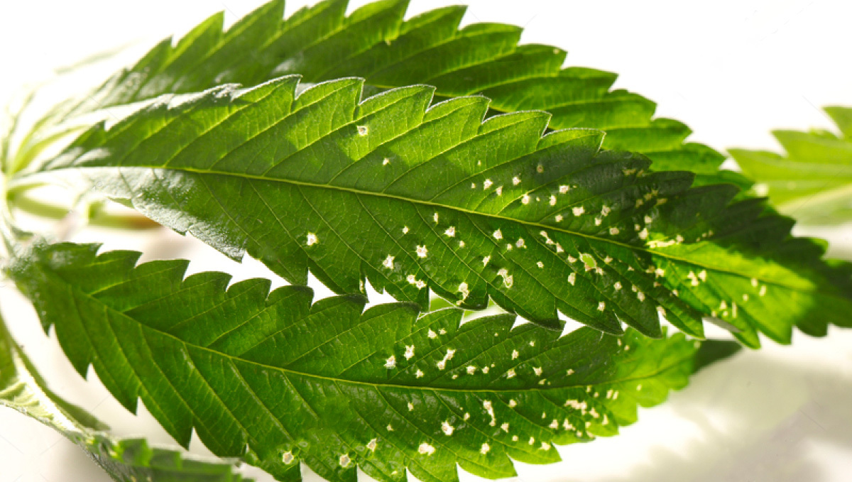 Most Common Pests In Cannabis: Spider Mite Bites on Cannabis Leaf