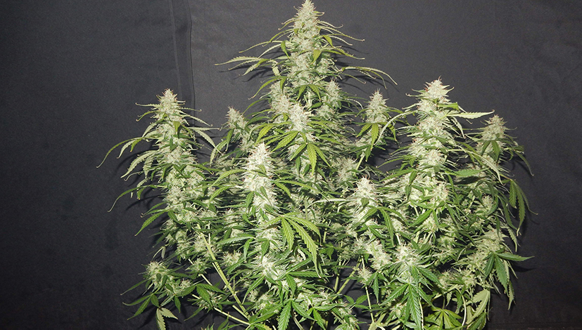 Tripaholic88's Fast Buds Cream Cookies