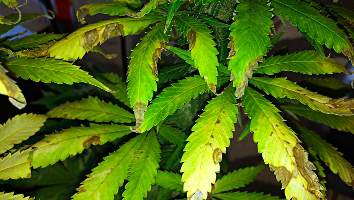 Sintomi di infestazione da moscerini del fungo su piante di cannabis, con foglie danneggiate.