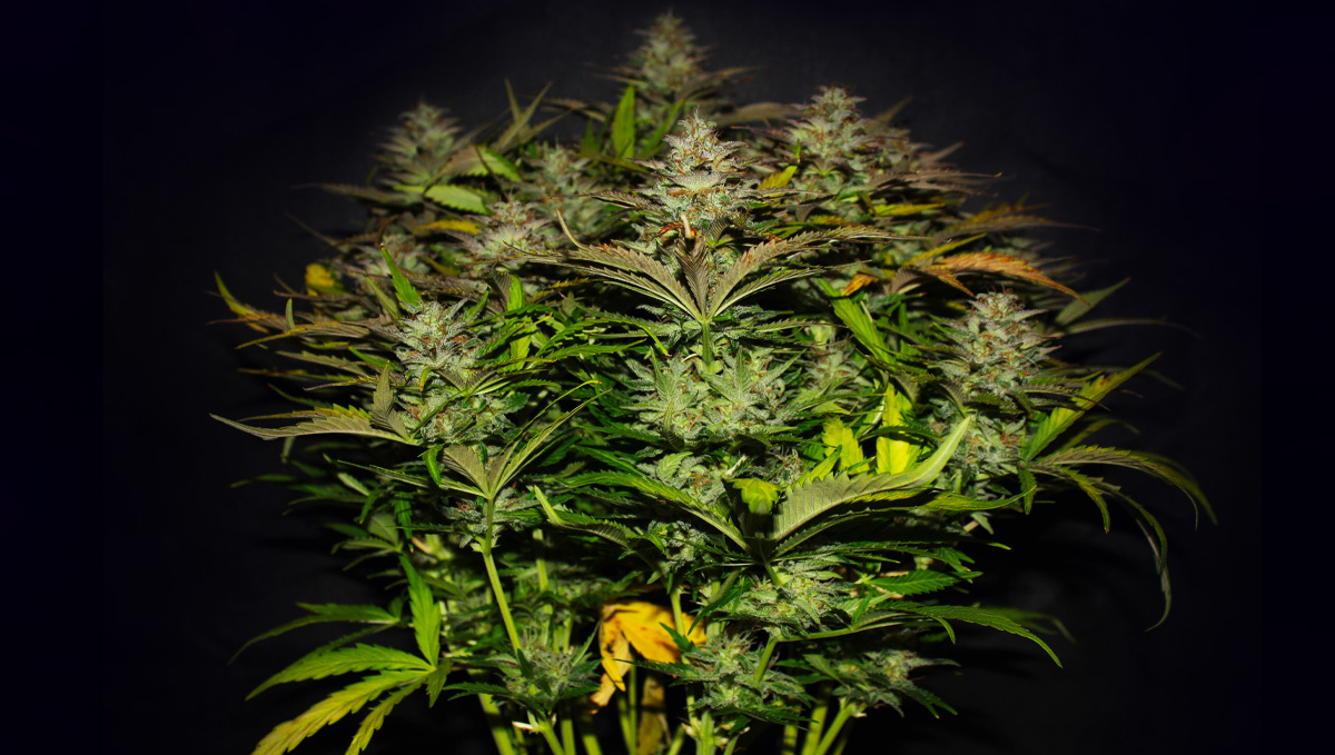 Original Auto Cheese Pflanze, robust mit dichten Buds.