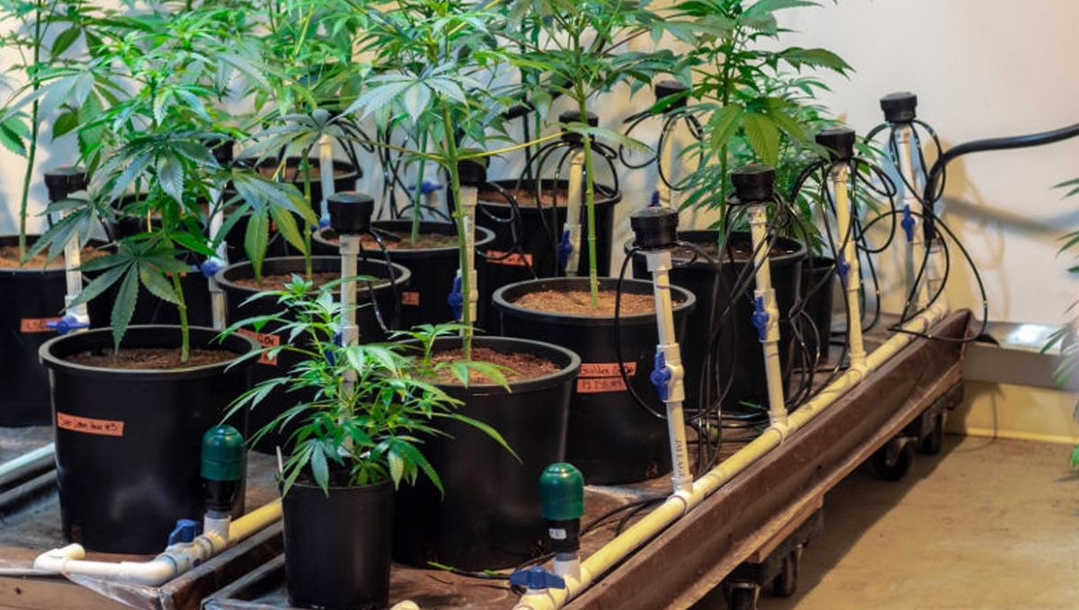 Cannabis kweken: Voordelen van kweken in hydroponic systemen&nbsp;