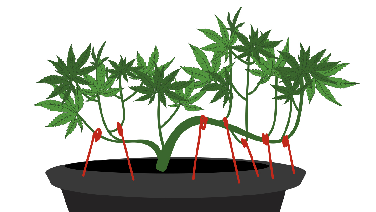 Top 4 training techniques for autos: lst