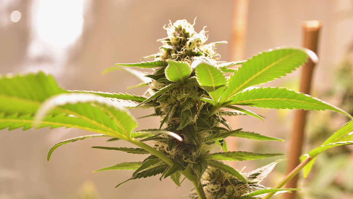 Check for the weather, summertime is the best time to grow your plants plants.