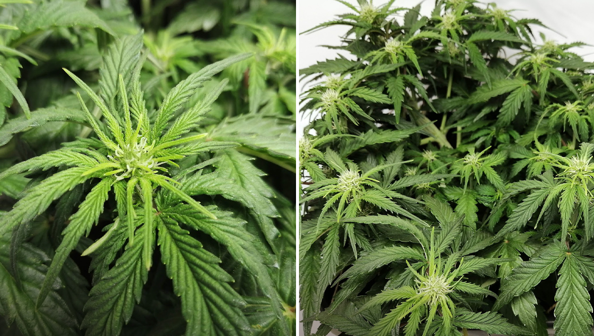 Amnesia Haze Auto: week 4