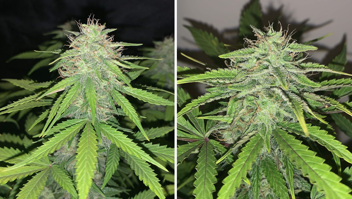 Strain History: BubbleGum Auto by Fast Buds