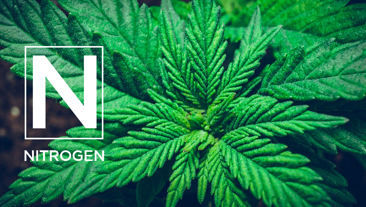 Bild von Stickstoff (N), einem wichtigen Makronährstoff für das Plantswachstum.