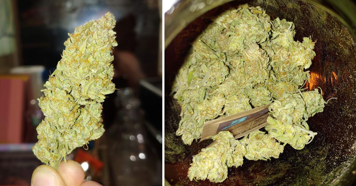 White Widow Auto guide: harvest