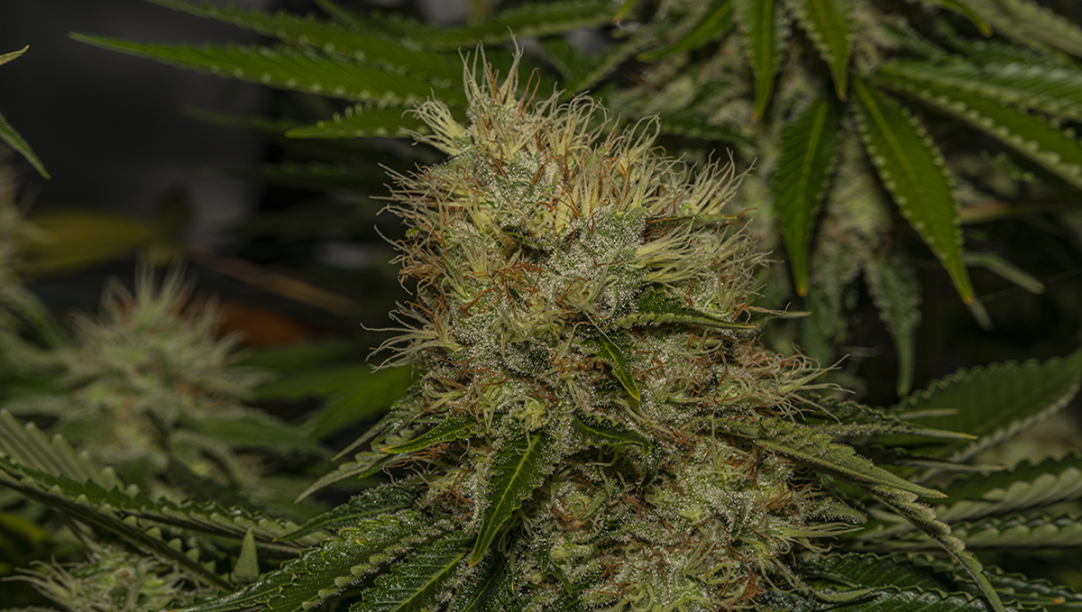 Sour diesel auto guide: history