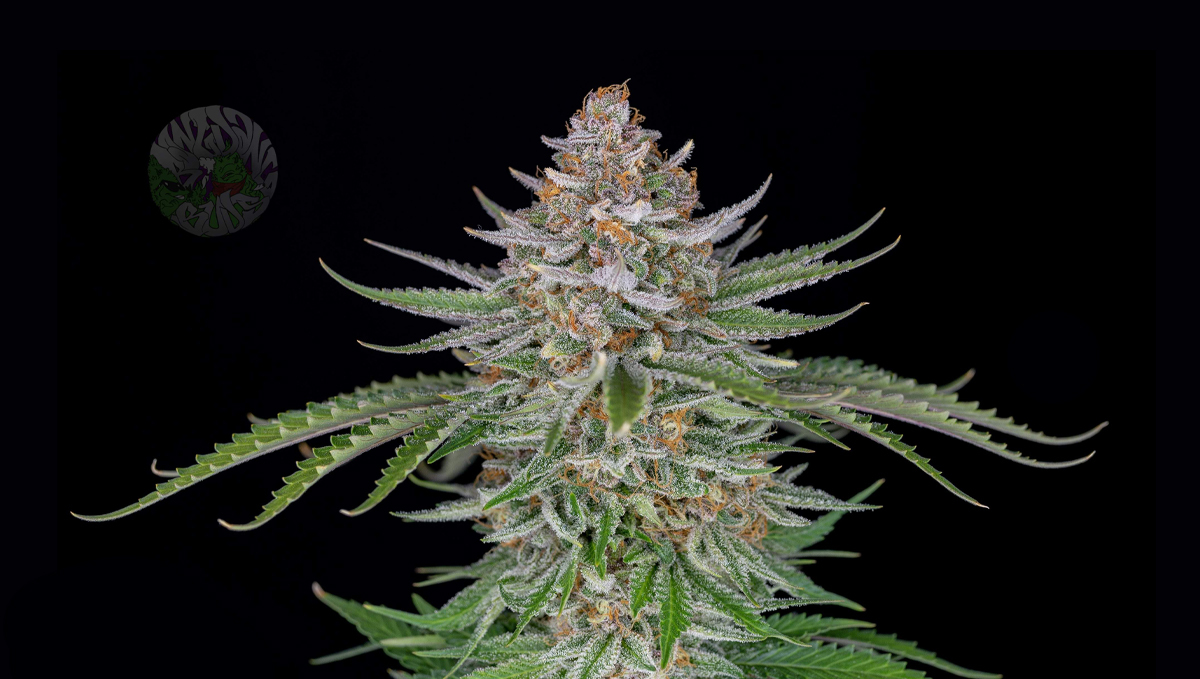 Pot autoflorele să crească iarna: strawberry pie auto