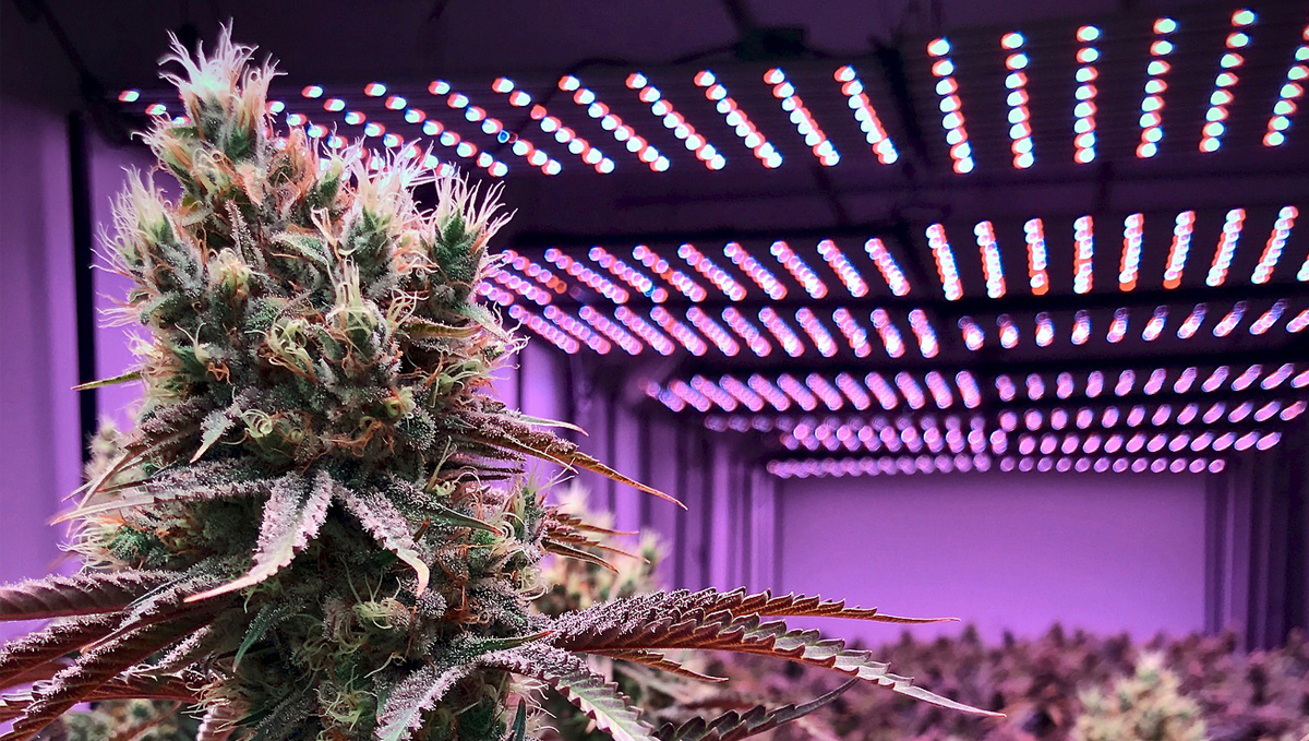 Wie du deine Buds fetter machst: Lichtspektrum