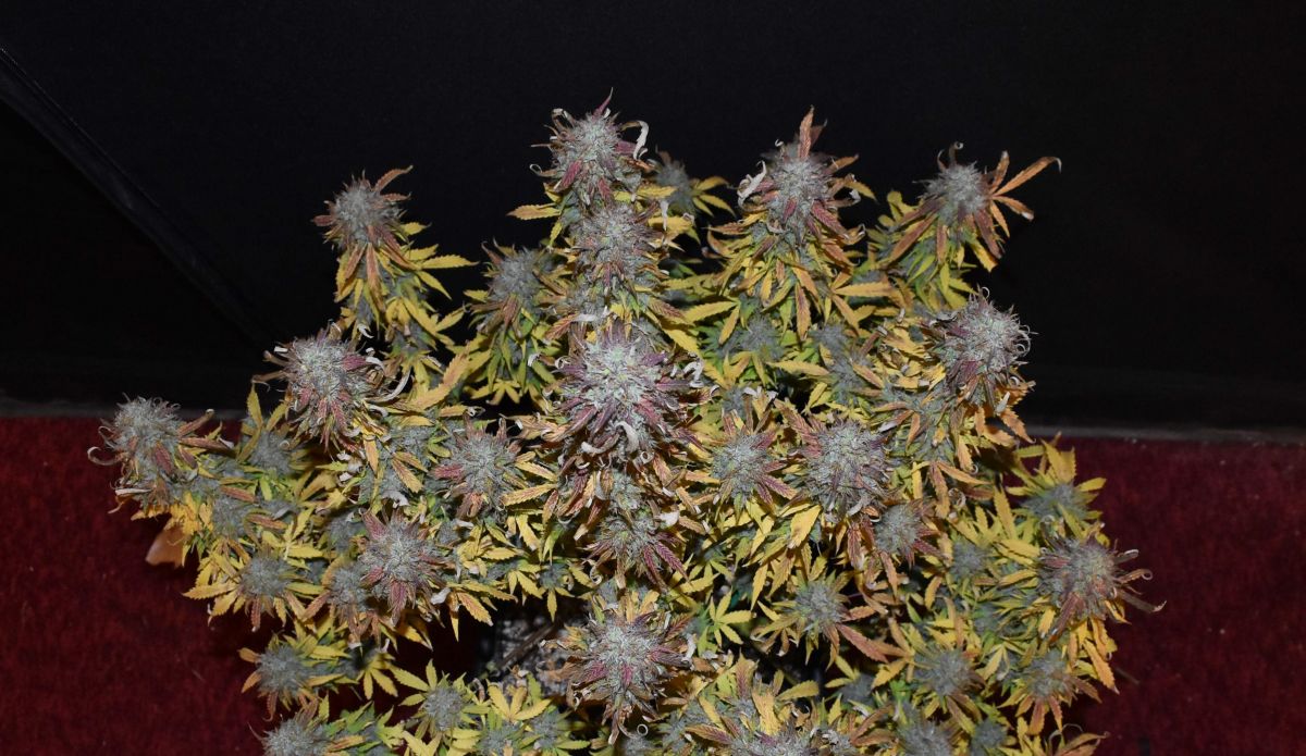Plante de cannabis Cali Snow avec des niveaux de THC élevés en pleine croissance.