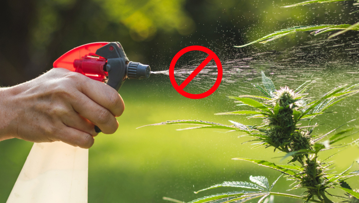Organic pesticides for plants: Neem oil shouldn't be used on buds