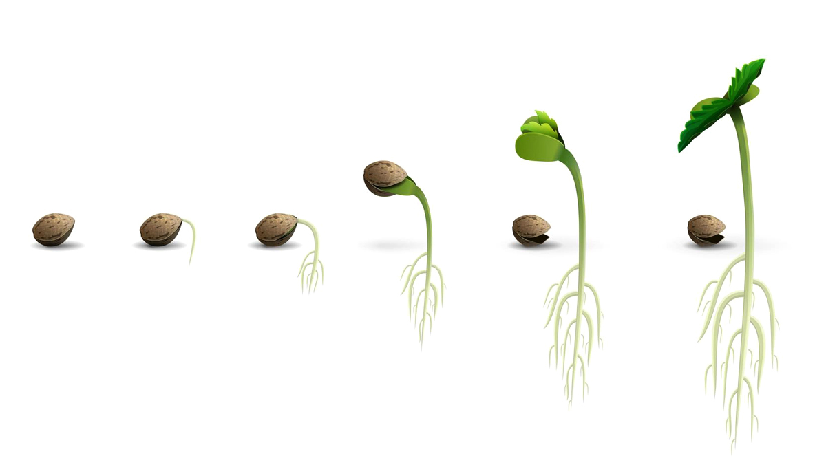 Plants Pflanzen Anatomie: Samen