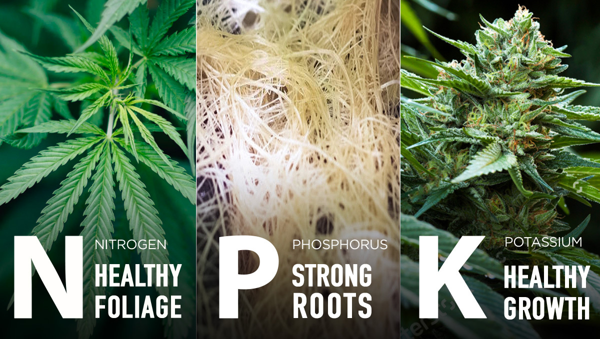 Rappresentazione dei macronutrienti N, P e K per la crescita della cannabis.