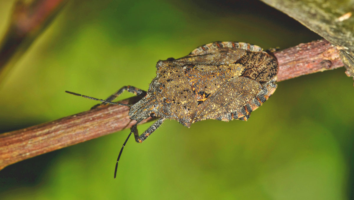Stink bugs are a common pest found in cannabis plants.